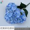 ช่อดอกไฮเดรนเยียสีฟ้าอ่อน