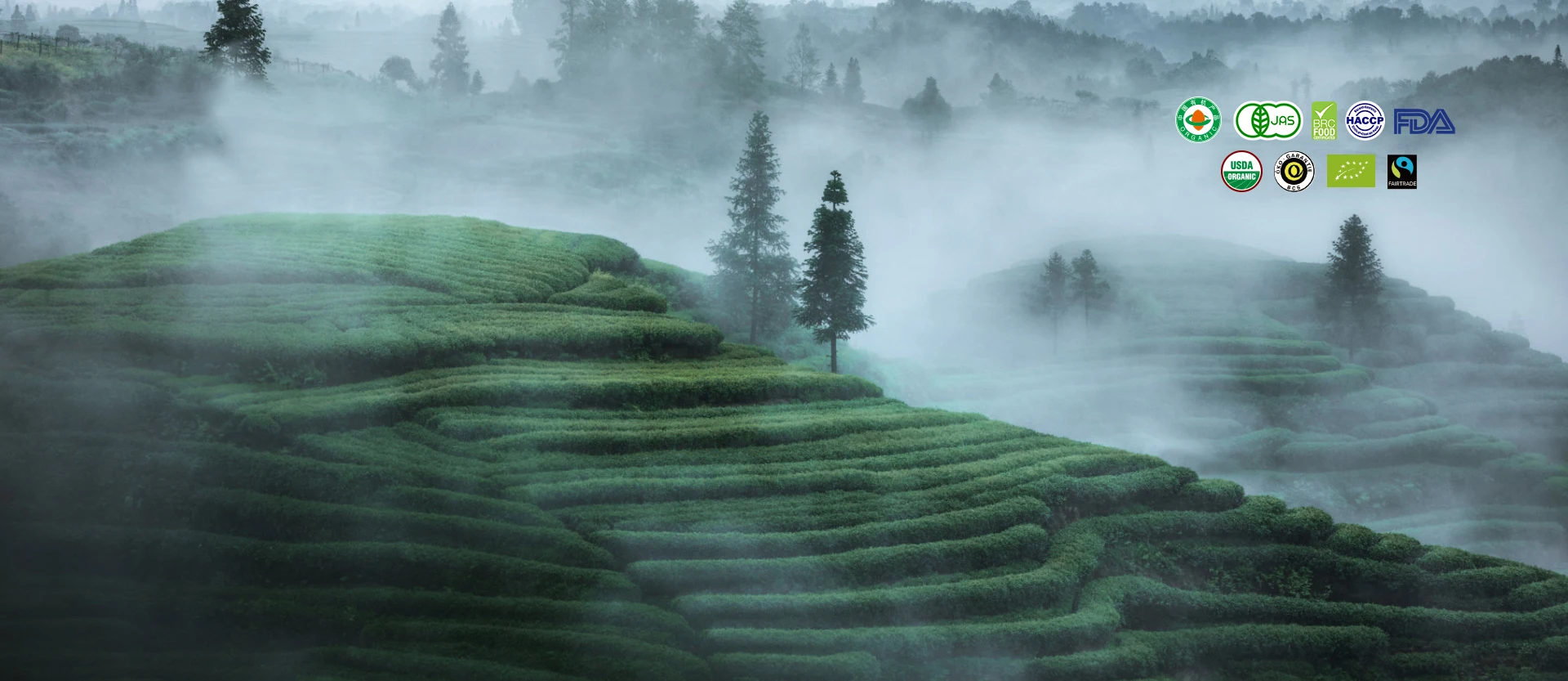 Fayriver (hangzhou) Tea Co., Ltd.