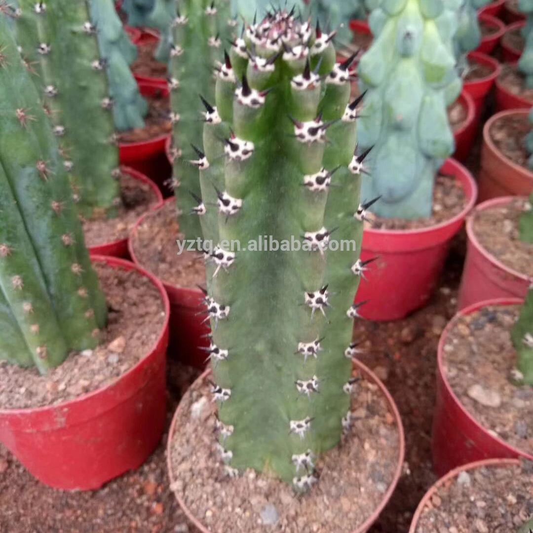 人工の長い茎harrisiajusbertiiサボテンウッディ接ぎ木多肉植物保育園サボテンオンライン Buy サボテン ミニサボテン Harrisia Jusbertii Product On Alibaba Com