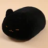 gato negro