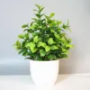 Foglie di fragola verde