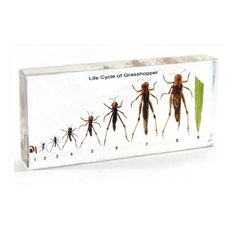 Жизненный цикл Кузнечика, обучающий пластиковый блок из смолы