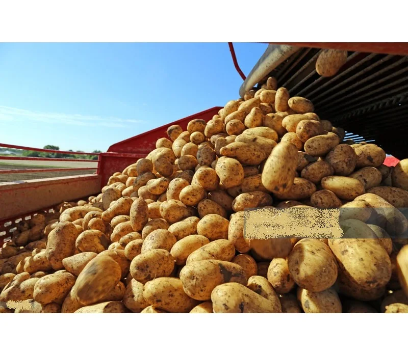 Fresh Potatoes Premium Quality Natural Farm Produce Rich in Nutrition Perfect for Cooking Curry Snacks and Daily Meals