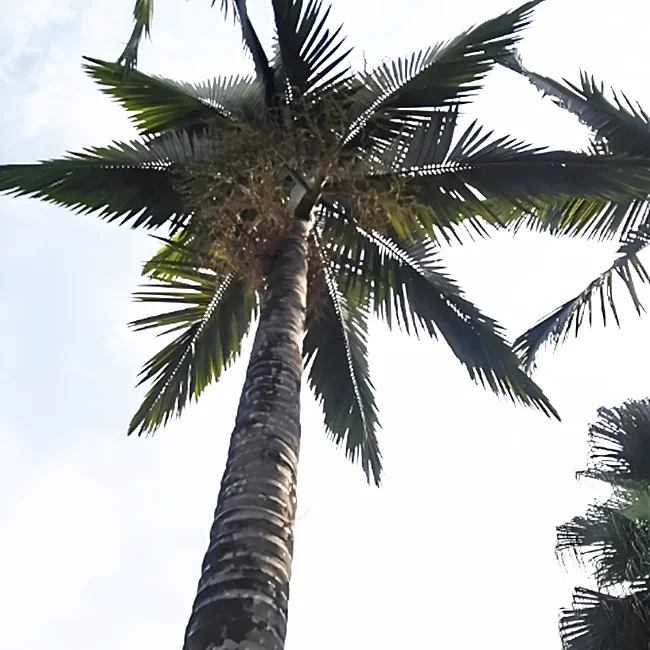 Galvanized ArmyGreen Customizable Height Steel Camouflaged Artificial Tree Pole Telecommunication Tower Mobile Antenna Accessory details