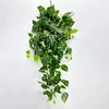 Epipremnum aureum 130cm jaune vert
