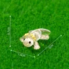 10# Axolotl amarillo