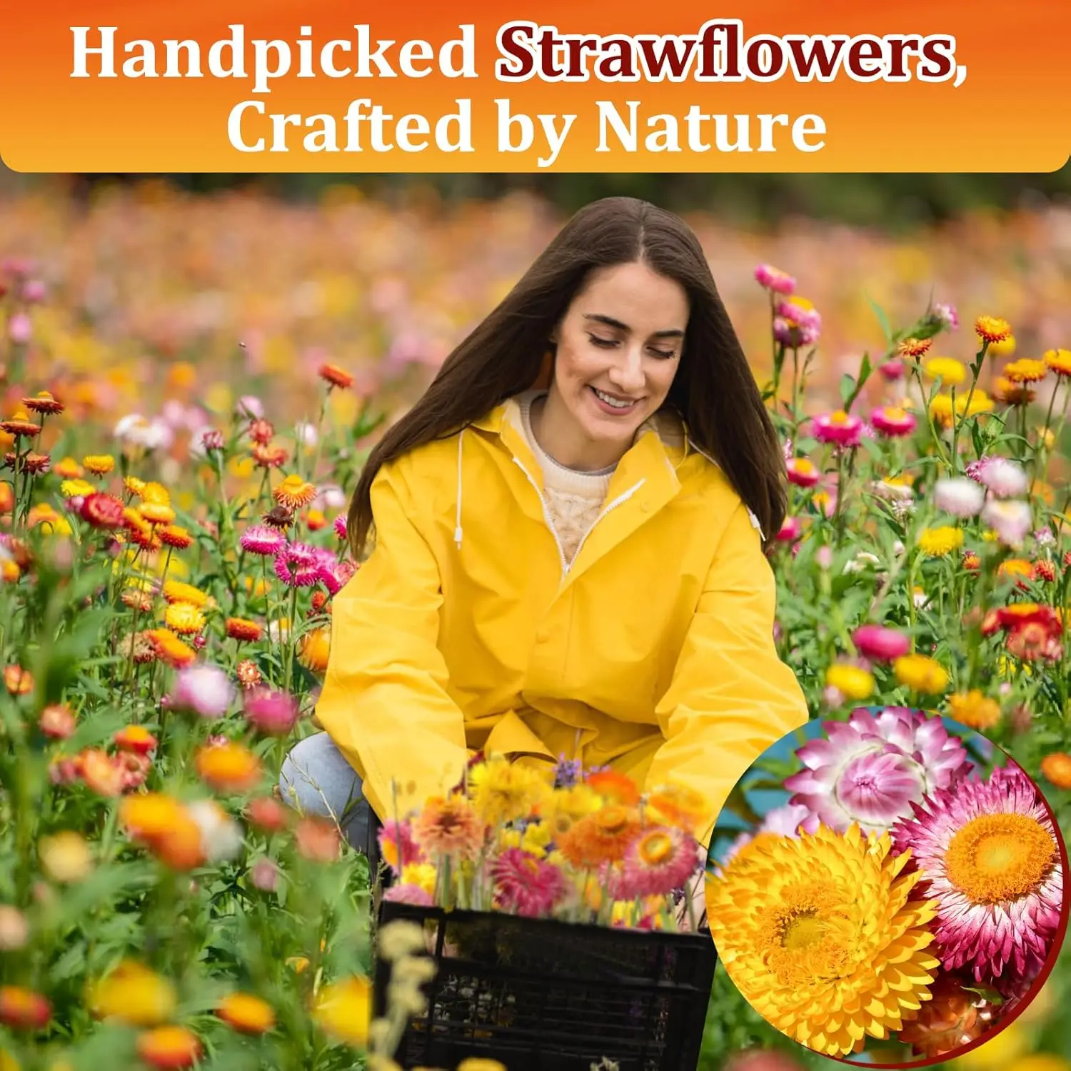 Bulk Dried Daisy | Wholesale Supplier H314b6ade09ad4e5b9bb7b14412b1d5e19
