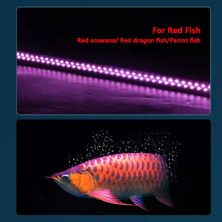 キ*ン様 Arowana Magical Light Series キ*ン様 Arowana Magical Light