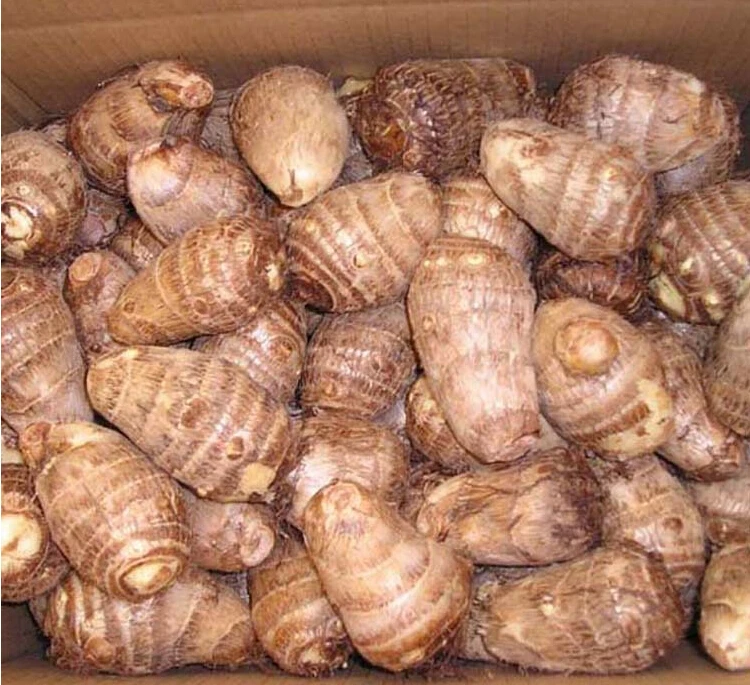 Sinofarm New Crop Of Chinese Taro Root Factory Supply Fresh Vegetables Fresh And Air Dried Taro