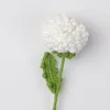 สาขาเบญจมาศ pingpong-สีขาว
