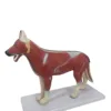 B026 Dog Anatomy Model