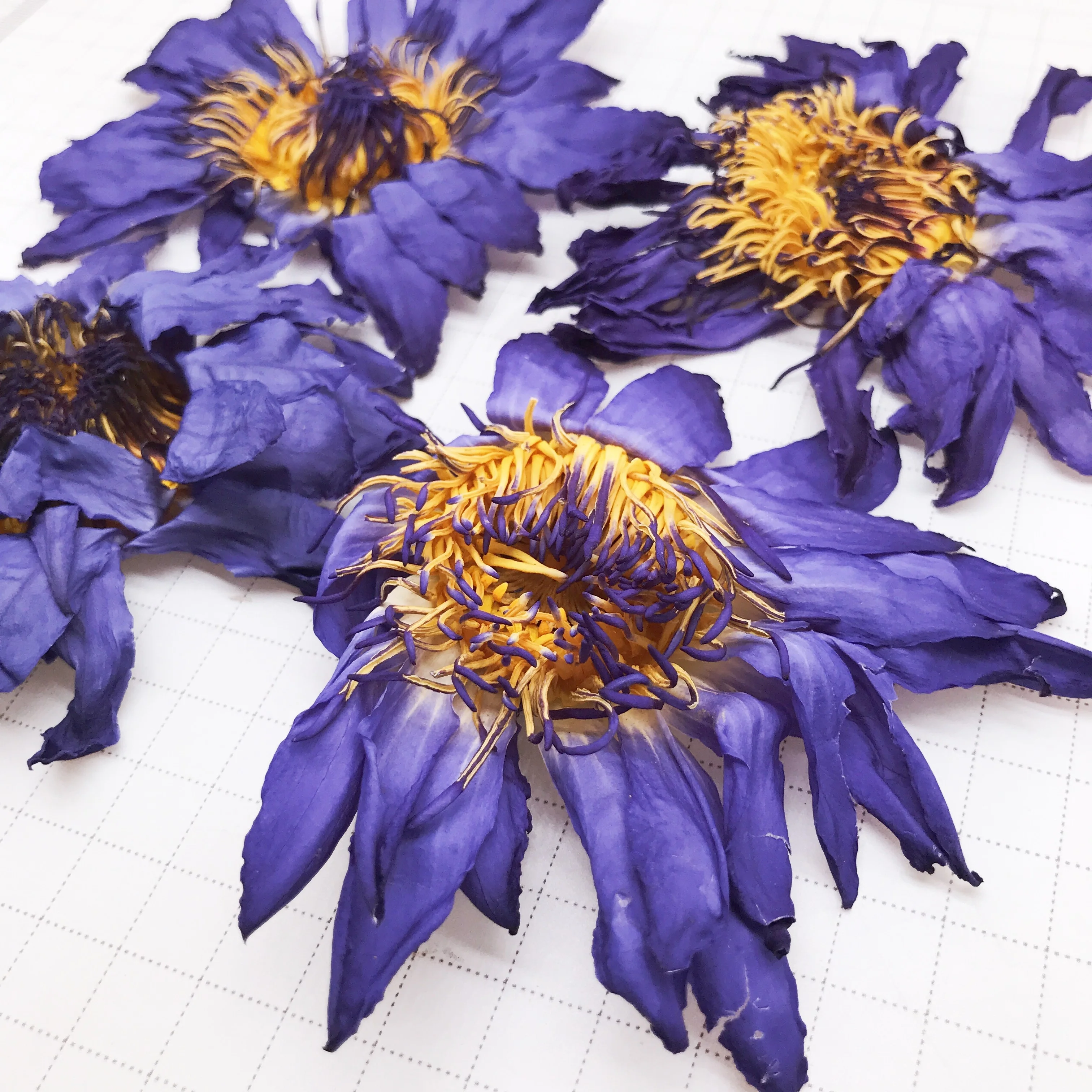 HO4009 Lan lian hua seluruh bunga mekar teh bunga Lotus Biru terbuka