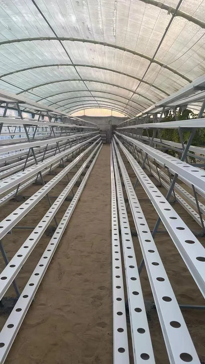 Hydroponic Planting