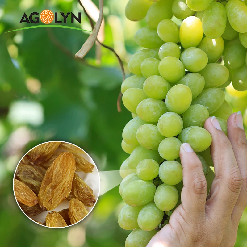 AGOLYN XinJiang Dried Bulk Grapes Sweet Golden Raisins Kismis