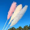 colorful pampas plum 60-70cm