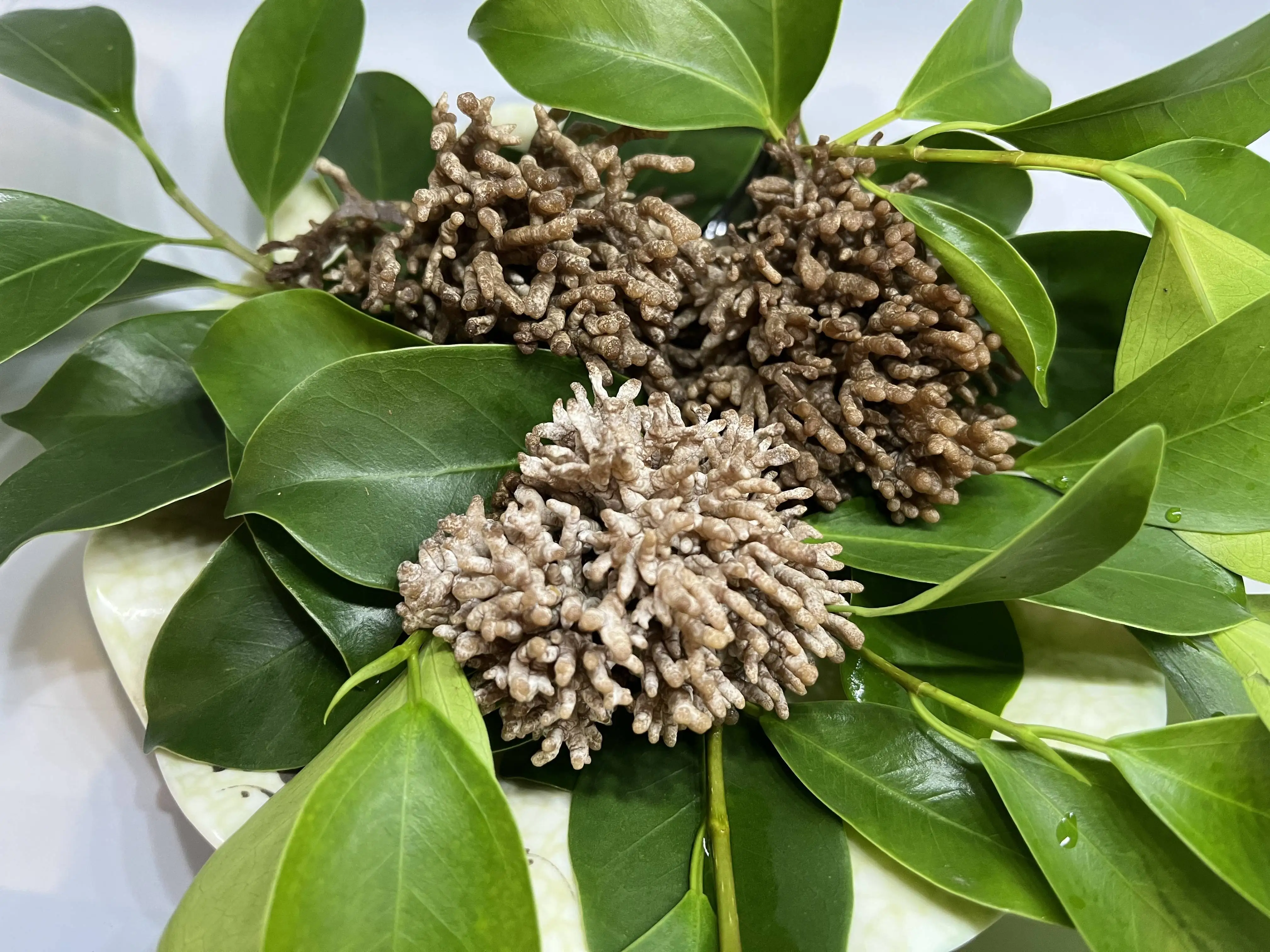 detan natural organic dragon claw burwood mushroom for sale