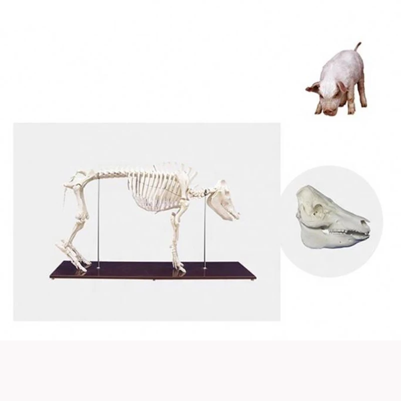 Advanced Pig Skeleton Model Medical Teaching Animal Model Plastic Pig Anatomy Model