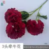 3 morning glory hjx red