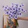 Lavanda