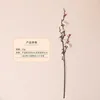 กิ่งยาว - สีขาว