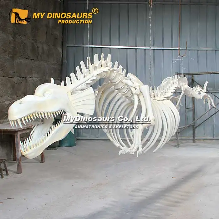 Z MY DINO DS-059 中国ドラゴン恐竜骨格模型 | 屋内外で楽しむ大型