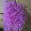 Rosa chiaro viola