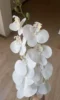 8-Bianco