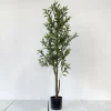 Olive1