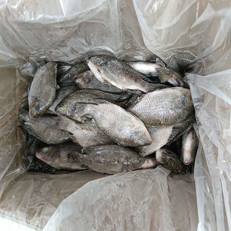 Frozen Seafood Good Quality Gutted Scaled Whole Tilapia Fish Wholesale Price Supplier Crucian Carp Exporter