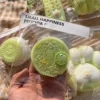 20759- Grape O Cookies squishy[6*6*3.5cm 75g]