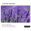 Lavender