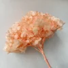 Champagne scuro
