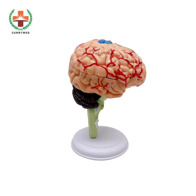 Модель SY-N012 из ПВХ 31 съемный элемент анатомическая модель человеческого мозга