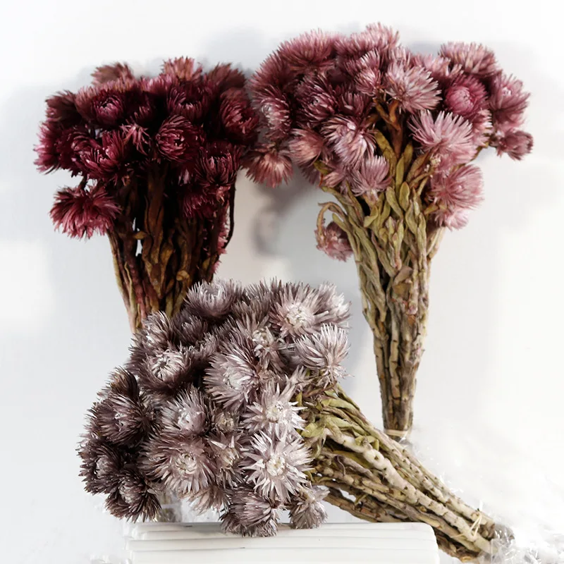 E333 Preserved Real Strawflower Fresh Flowers Dried Rock Chrysanthemum