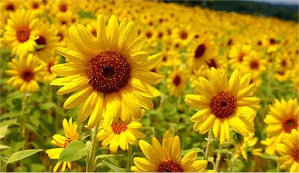 Sunflower extract powder 