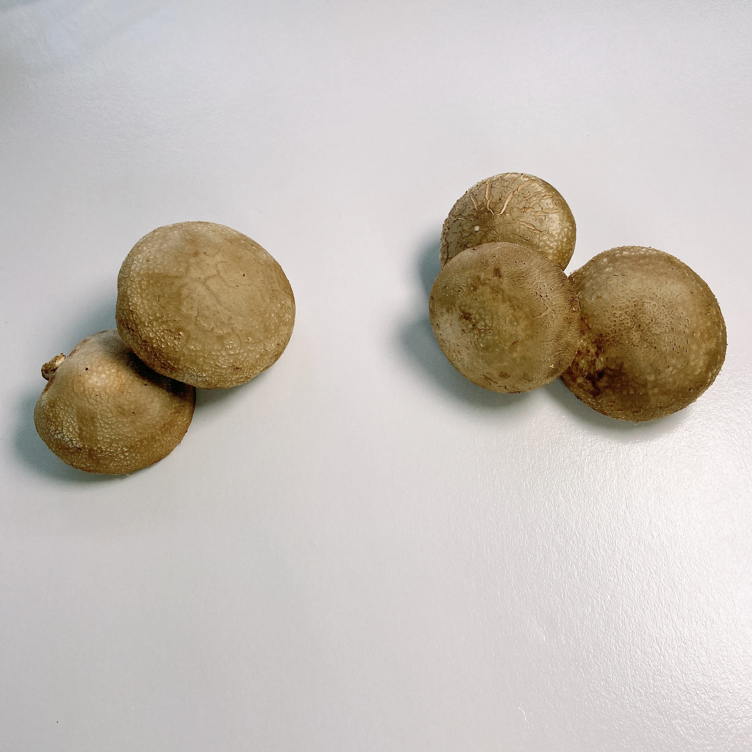 
 Оптовая продажа, большие вкусные свежие грибы шиитаке премиум класса  