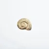 Gold-conch shape