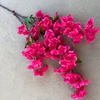 Rosa rossa