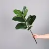 Banyan du Bengale avec une seule branche