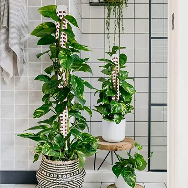 Dropshipping 60*170mm Eco-Friendly Plastic Plant Stick Self Watering  Climbing Stakes Moss Sticks for Indoor & Garden Plants