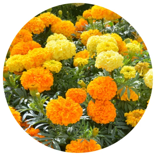 60 80 Cm Tall Mix African Marigold Flower Seed Buy Flower Seed African Marigolds Seeds Annual Garden Cut Flower American Hybrid Planting Marigold Seeds Flower F1 For Sale Flowering Seed Marigold Orange American Daisy