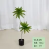 Lirio de bambú 100-210cm
