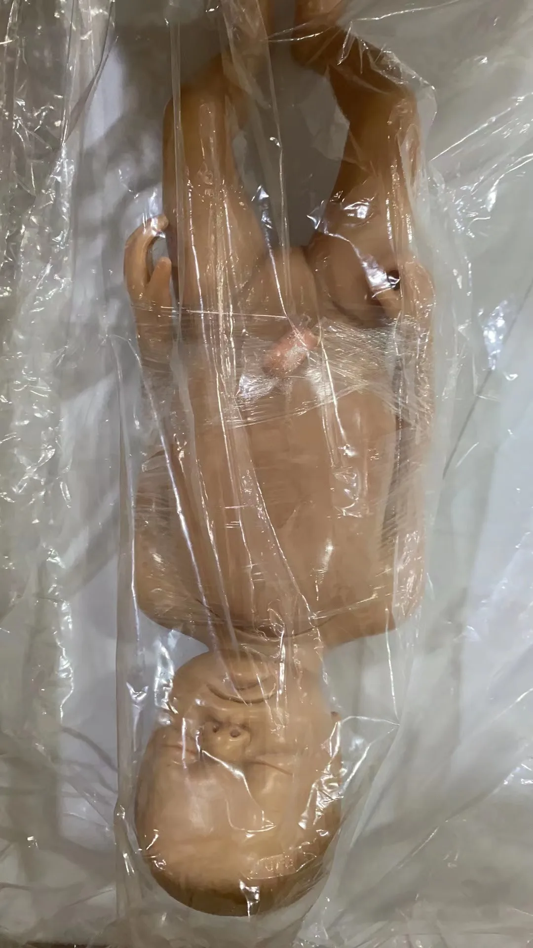 Fetal Circulatory System Model with 13 Visceral Parts - Full-Term Anatomy Demonstration Fetus Heart Placenta and Umbilical Cord
