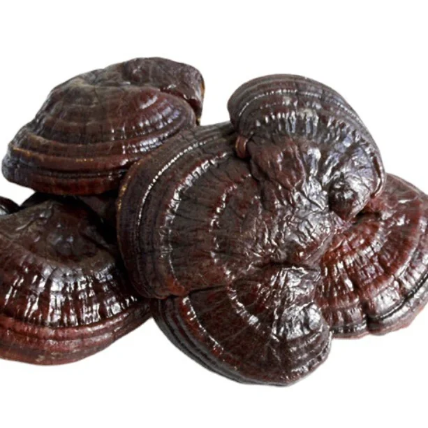 Dried Lingzhi Mushroom Cultivation Ganoderma Lucidum Meat Mushroom