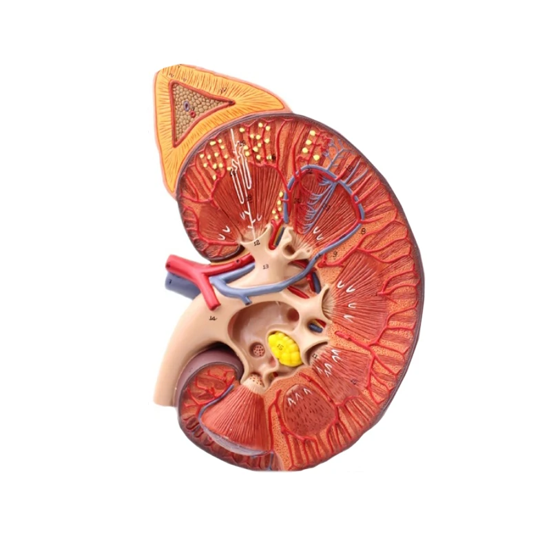 Kidney Cell Model Medical Display Human Anatomy Kidney Model With Adrenal Gland for ...