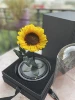 Girasole (15*30 cm)