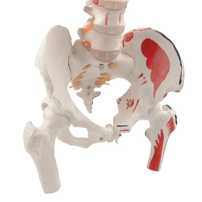 Easy Clean 80cm Human Vertebral Column Model With Pelvis Colored Muscle