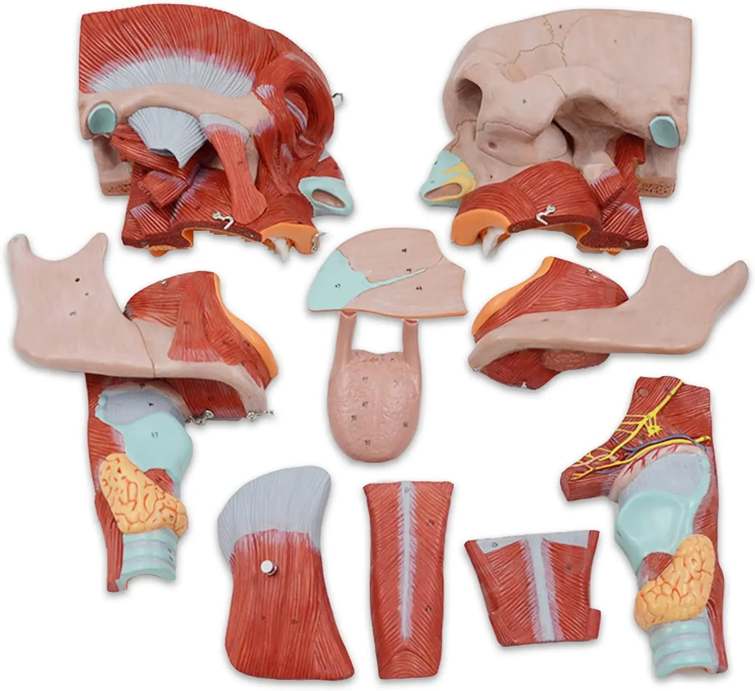 Medical Science Life-size Anatomical Models of Pharyngeal Muscles, Larynx, Mouth, Nose, Tongue, Facial Muscles, Medical Organs