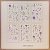 Colorato-15