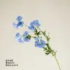 Begonia azul